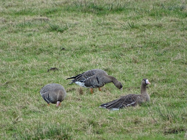 赛季租借至 赛季租借至